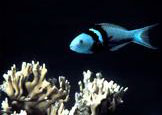 bluehead wrasse