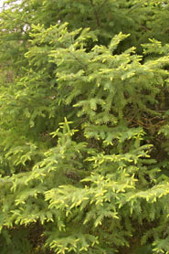 Young trees